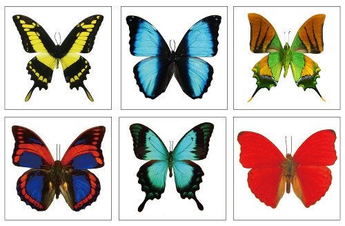 Butterfly Utopia Large Butterfly Temporary Tattoos by Butterfly Utopia (6 Sheets) - Image 2